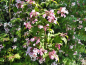 Preview: Weigela "Styriaca" - (Weigelie "Styriaca"),